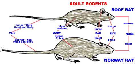 Adult Rat