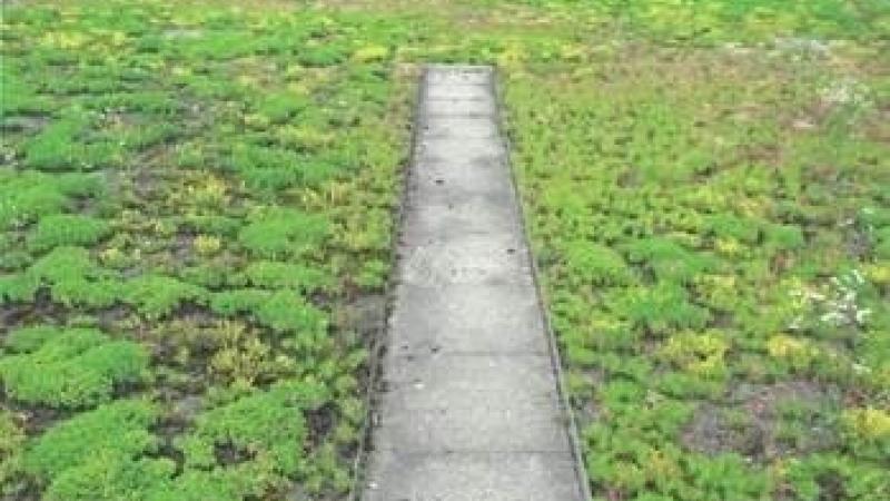 Duncan Library Green Roof photo