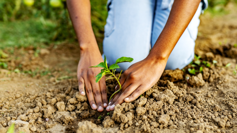 RPCA Parks Tree Planting Webbox