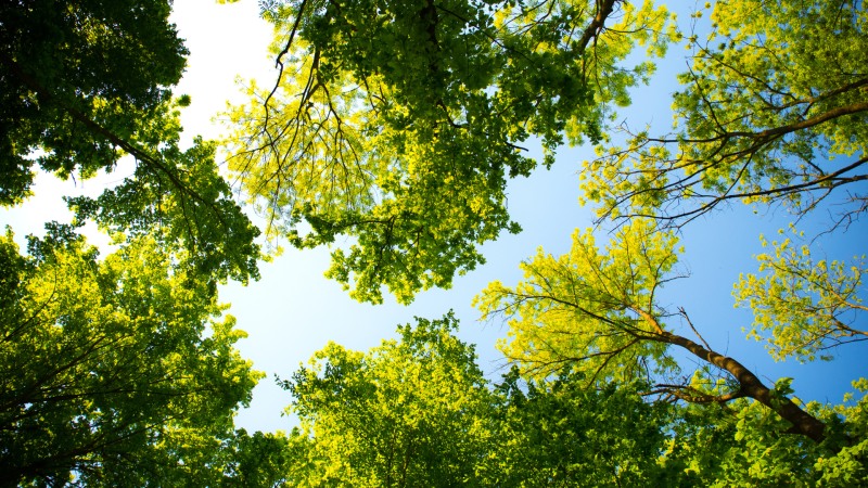 RPCA Urban Forestry Tree Canopy Webbox