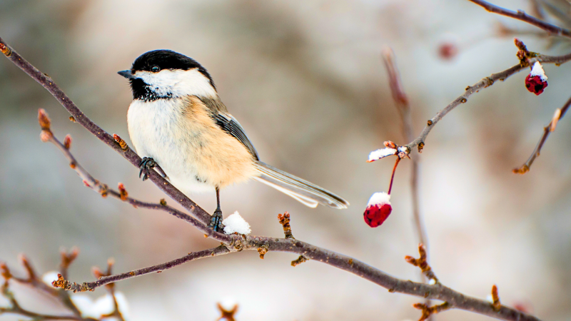 RPCA First Friday Bird Count Webbox 1