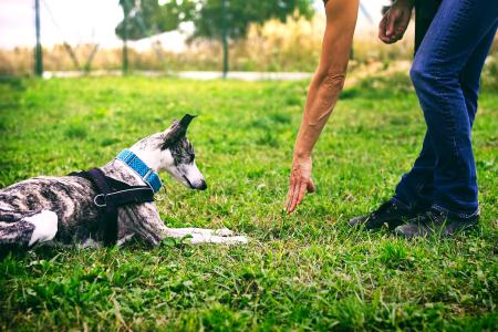 RPCA Dog Park Image