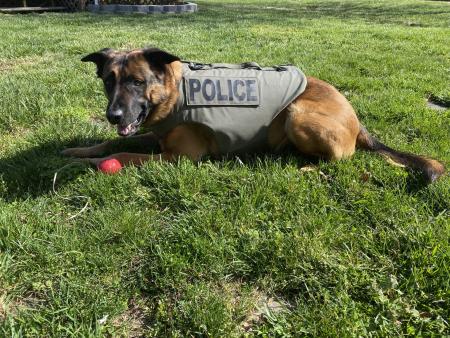 dog in bullet proof vest