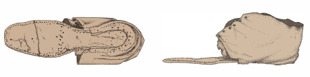 Bottom and side view illustrations of a leather shoe from the Lee Street site show how the shoe was constructed. The toe portion of the upper is missing. 