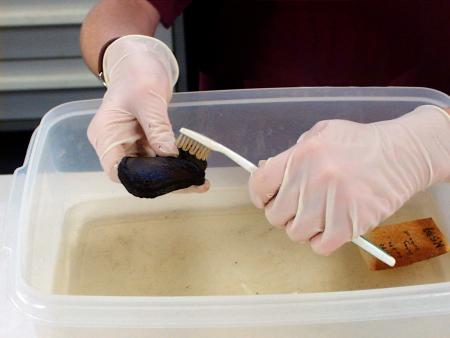 An archaeology lab volunteer uses a toothbrush to gently clean a leather object.